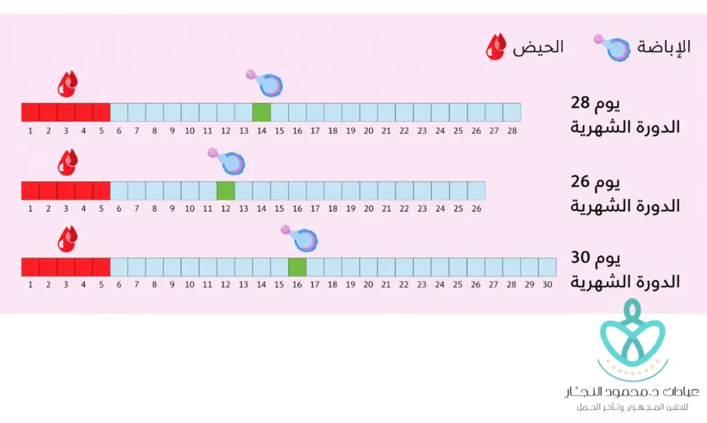 جدول أيام التبويض بعد الدورة ​